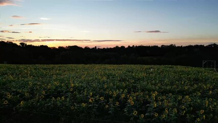 Wall Mural - field of sunflowers - maryland