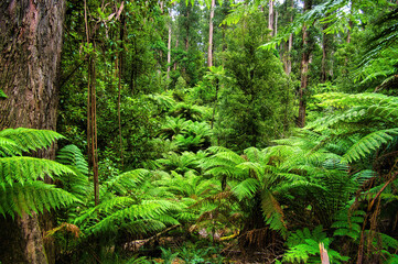  Very dense temperate rainforest with towering gum trees and an undergrowth of tall ferns and tree ferns the Dandenong Ranges, close to Melbourne, Victoria, Australia
