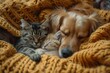 A dog and two cats are sleeping on a blanket