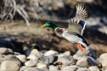 Canvas Print - Mallard Duck Flying Over the River Rocks