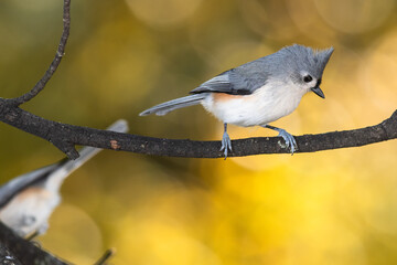 Poster - Tufted Titmouse Perched on an Autumn Branch