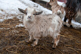 Fototapeta Koty - Cute baby goat exploring the new world around him in the straw and grass