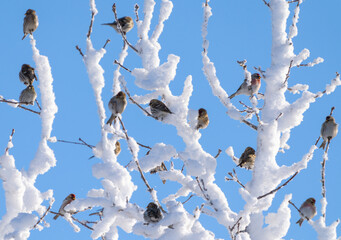 Wall Mural - A flock of birds landed on the branches of a tree covered with thick snow in close-up against the blue sky