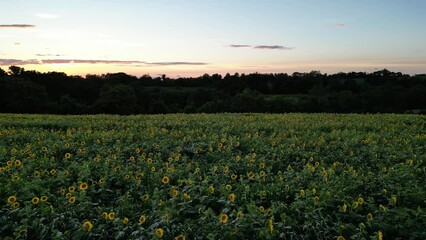 Wall Mural - field of sunflowers - maryland