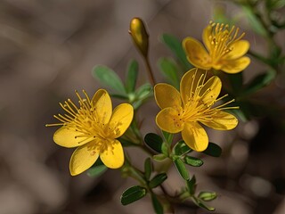 St. John's Wort (Hypericum perforatum)