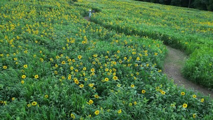 Wall Mural - field of sunflowers - maryland