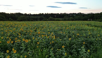 Wall Mural - field of sunflowers - maryland