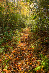 Wall Mural - Bright Light Shines on Narrow Trail in Thick Smokies Forest