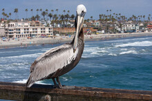 A Pelican Sits On A Pier Railing Above A Sandy Beach On The Pacific Coast Of California