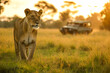 wild safari, where lions and tigers and bear
