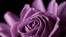 Pink Mauve Rose Closeup