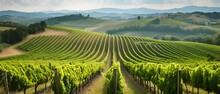 Vineyard In The Morning, Panoramic View Of A Lush Vineyard, With Rows Of Grapevines Stretching Into The Distance Against A Backdrop Of Rolling Hills