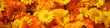 Background full of orange harvested marigold flowers