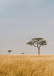Safari Tree in Grass Field