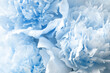 Beautiful light blue peonies as background, closeup view