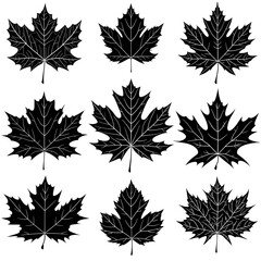 Wall Mural - set of maple leaves silhouettes on white