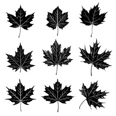 Wall Mural - set of maple leaves silhouettes on white