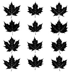 Wall Mural - set of maple leaves silhouettes on white