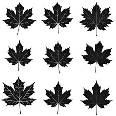 set of maple leaves silhouettes on white
