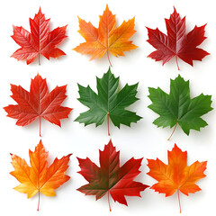 Wall Mural - set of autumn leaves, Isolated maple leaves on white