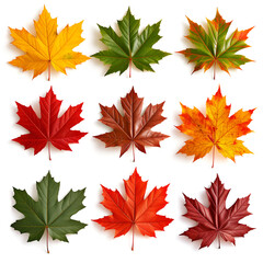 Wall Mural - set of autumn leaves, Isolated maple leaves on white