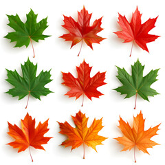 Wall Mural - set of autumn leaves, Isolated maple leaves on white
