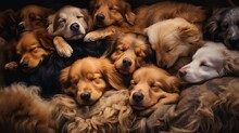Dogs Sleeping World Sleep Day
