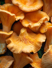 Chanterelle Mushrooms Close-up, Vibrant Orange Wild Fungi, Gourmet Food Ingredient, Natural Texture, Earthy Flavors, Forest Harvest"