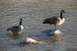 Canada Geese (Branta Canadensis) in Rocy River