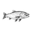 Atlantic Salmon woodcut style drawing vector