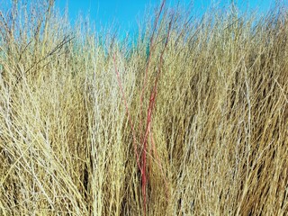 field of wheat