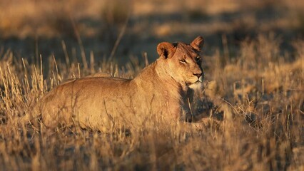 Poster - An alert lioness (Panthera leo) in early morning light, Kalahari desert, South Africa