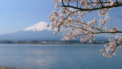 Wall Mural - 富士山と桜　ドリー