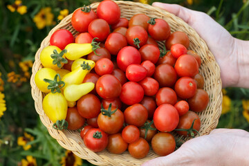 Wall Mural - Gardener is holding a plate with red and yellow cherry tomatoes.