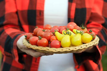 Wall Mural - Gardener is holding a plate with red and yellow cherry tomatoes.