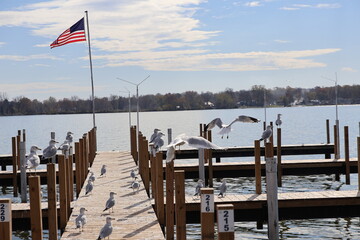 Wall Mural - Wooden dock in the Marina over the lake in the winter. Taken over by seagulls. 
