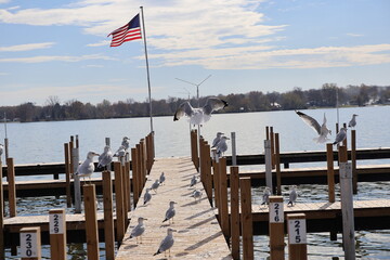 Wall Mural - Wooden dock in the Marina over the lake in the winter. Taken over by seagulls. 
