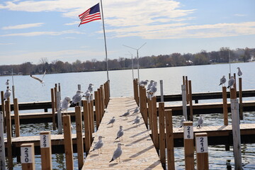 Wall Mural - Wooden dock in the Marina over the lake in the winter. Taken over by seagulls. 
