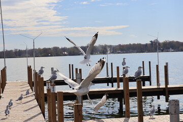 Wall Mural - Wooden dock in the Marina over the lake in the winter. Taken over by seagulls. 
