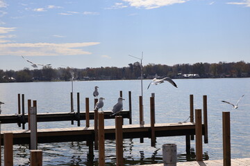 Wall Mural - Wooden dock in the Marina over the lake in the winter. Taken over by seagulls. 
