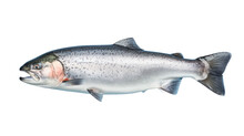 Fresh Salmon Fish Isolated On Transparent And White Background.PNG Image.