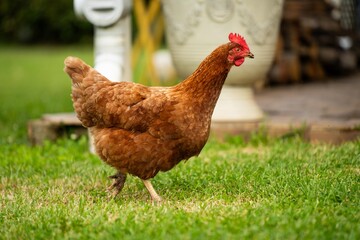 Wall Mural - Chickens, hens and chooks, grazing and eating grass, on a free range, organic farm, in a country hen house, on a farm and ranch in Australia.