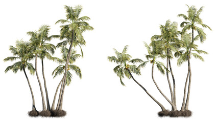 Coconut trees 3D rendering with transparent background, palm trees, cutout image for digital composition, illustration, architecture visualization