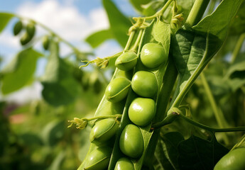 Photo Of A Fresh Bright Green Pea Pod On A Pea Plant In A Garden