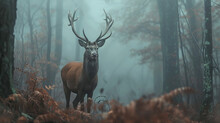 A Deer With Huge Antlers Walks Through A Dark Dark Forest
