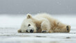 A small polar bear cub rests in the snow
