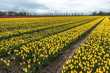 Wall Mural - Colorful tulip fields in the Dutch province of Flevoland in the municipality of Noordoostpolder with cloudy sky.