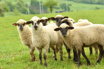 Wall Mural - A flock of domestic sheep graze on a green meadow on a farm