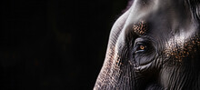 Asian Elephant Sad Eyes Are Looking On A Black Background