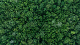 Fototapeta Las - Aerial top view tropical rainforest green forest tree with globe planet, Tropical jungle forest green globe planet in your hand, Save Earth, Forest texture and background, Environment Concept.
